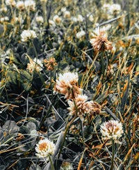 a field of white and brown clover flowers